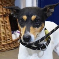 SOS! Bodega1 sucht Zuhause/Pflegestelle, Hündin zur Adoption