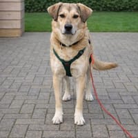 Perdita  auf PS in Leverkusen, Hündin zur Adoption