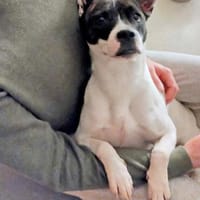 Mark, verschmust, liebevoll, lernwillig, Hund zur Adoption