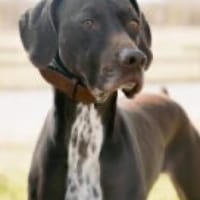 Asia, freundlich, lernwillig, offen, Hündin zur Adoption