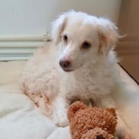 Faya hofft gesehen zu werden 🍀, Hündin zur Adoption