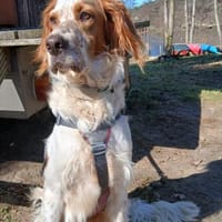 Setterjunge Giannios sucht Traumzuhause, Hund zur Adoption