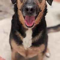 Nicole - Jackpot auf vier Pfoten, Hündin zur Adoption