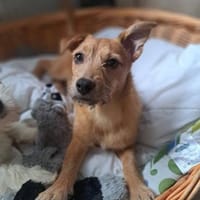 Terrierwelpe Vera 🍀, Hündin zur Adoption
