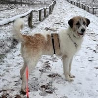 Fussel, verschmust, kinderlieb, agil, Hündin zur Adoption