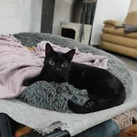 Verspielte Sumi, Katze zur Adoption