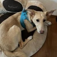 Hallöchen, ich bin der BARNEY, Hund zur Adoption