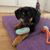 💕 Hedda 💕 sucht ihre Familie💕, Hündin zur Adoption