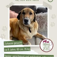 Senior Rico sucht ein Zuhause, Hund zur Adoption