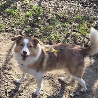 Hundedame Pinky❤sucht ruhiges Zuhause, Hündin zur Adoption