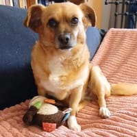 Kleine Dada sucht ein für immer Zuhause, Hündin zur Adoption