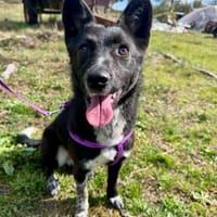 Zauberhafte Lila, Hündin zur Adoption