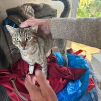 Meropi aus dem Tierschutz, Katze zur Adoption