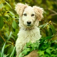 Giulin im Tierheim Lüdinghausen, Hündin zur Adoption