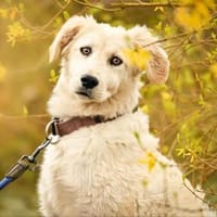 Giove im Tierheim Lüdinghausen, Hund zur Adoption