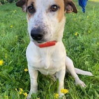 Linda wartet im Tierheim Schwandorf, Hündin zur Adoption