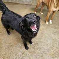 Süße Paola, Hündin zur Adoption