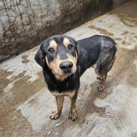 Freundlicher Rüde Piloto, Hund zur Adoption