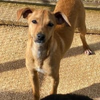 Carlo im Tierheim Ransbach-Baumbach, Hund zur Adoption