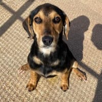 Siria wartet im Tierheim Schwandorf, Hündin zur Adoption