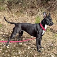 TRINI-EINFACH ZAUBERHAFT, Hündin zur Adoption