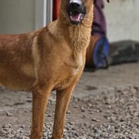 Dido sucht ihr Für-Immer-Zuhause, Hündin zur Adoption