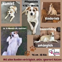 Hamlet sucht sein großes Glück 🐾, Hund zur Adoption