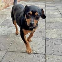 Liza sucht liebe Familie, Hündin zur Adoption