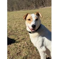 Debbie wartet in 01239 Dresden, Hündin zur Adoption