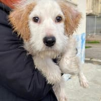 Riky im Tierheim Schwandorf, Hund zur Adoption