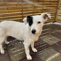 Spoty sucht IHre Familie, Hündin zur Adoption