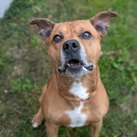 Marley, chien à adopter