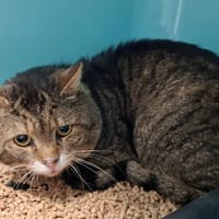 RONSART, chat à adopter