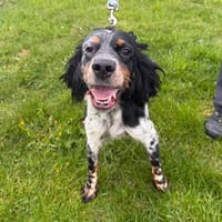 Topaze, chienne à adopter