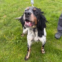 Topaze, chienne à adopter