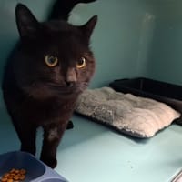 BLACK PANTHER, chat à adopter