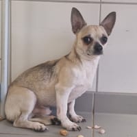 ULHAN, chien à adopter