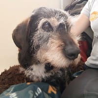 IGOR, chien à adopter