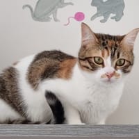 vita, chatte à adopter
