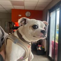 Tina, chienne à adopter