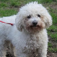 neo, chien à adopter