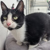 steph, chatte à adopter