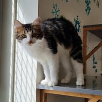 violaine, chatte à adopter