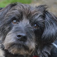 LEO CHAO, chien à adopter