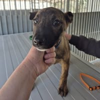 Loustic, chien à adopter