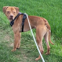 ROCKET VAA, chien à adopter