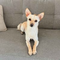 VANILLA, chienne à adopter