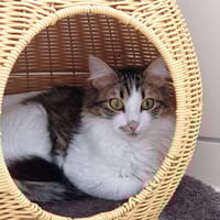 MIRABELLE, chatte à adopter