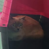 CLOCHETTE, chatte à adopter