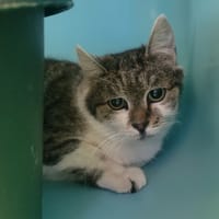 Asta, chatte à adopter